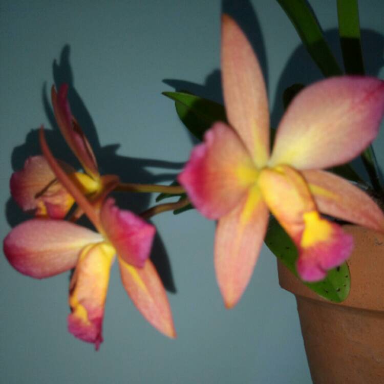 plant image 968558