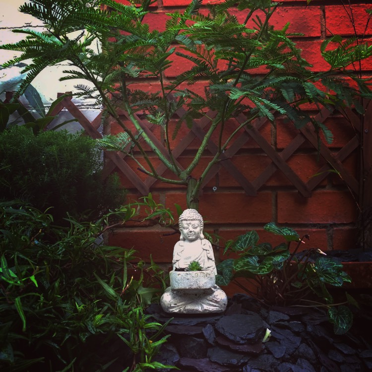 plant image 283776