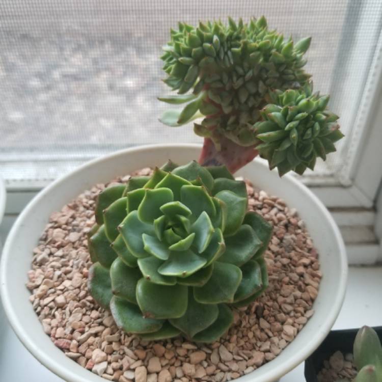 Plant image Echeveria Ramillete
