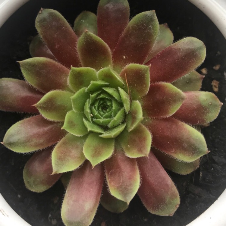 Plant image Sempervivum Red Chief