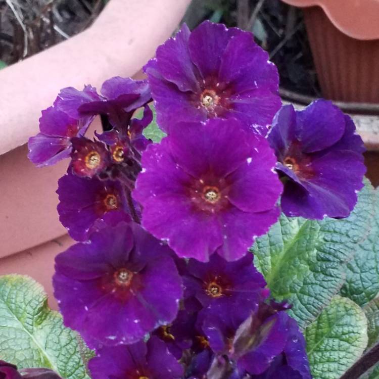 plant image 1000093