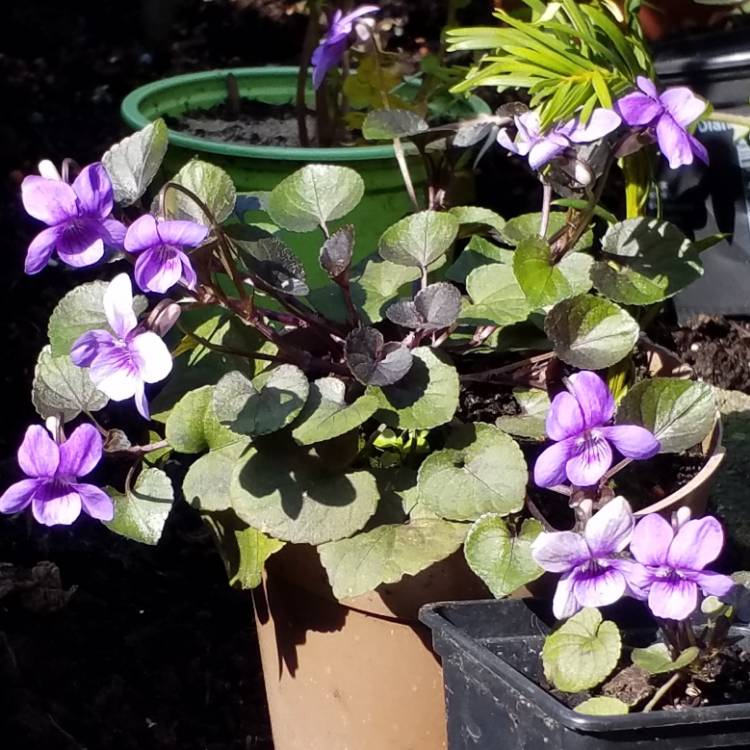Plant image Viola riviniana 'Purpurea'