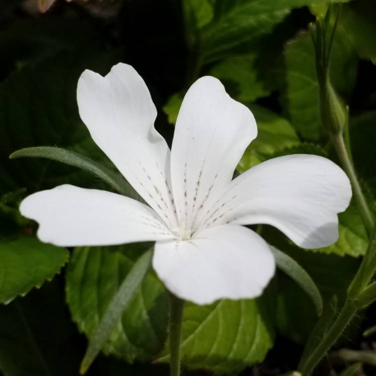 Plant image Agrostemma githago 'Ocean Pearl'