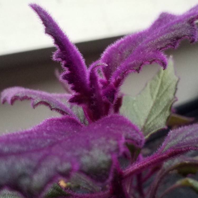 Plant image Gynura Aurantiaca 'Purple Passion'