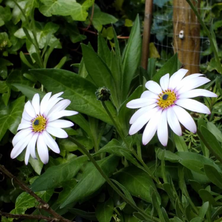 plant image 1014046 plant image 1014046