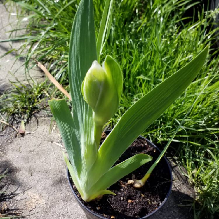 plant image 1014064