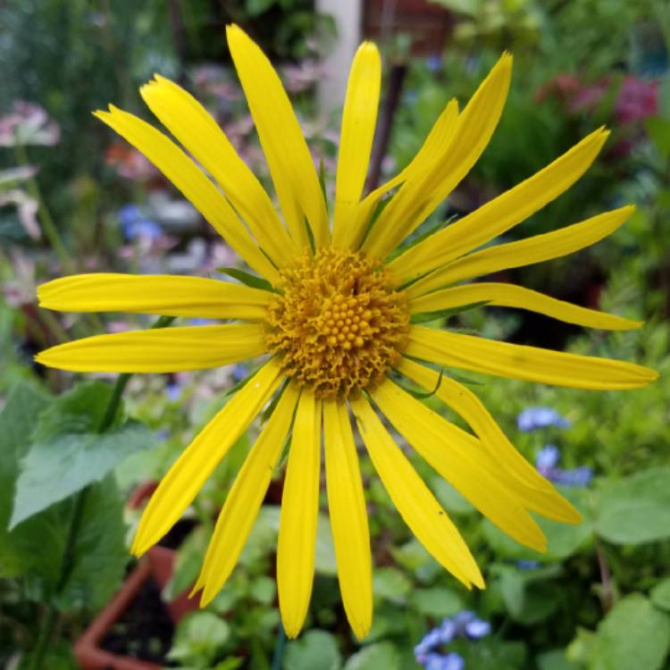 Plant image Coreopsis lanceolata