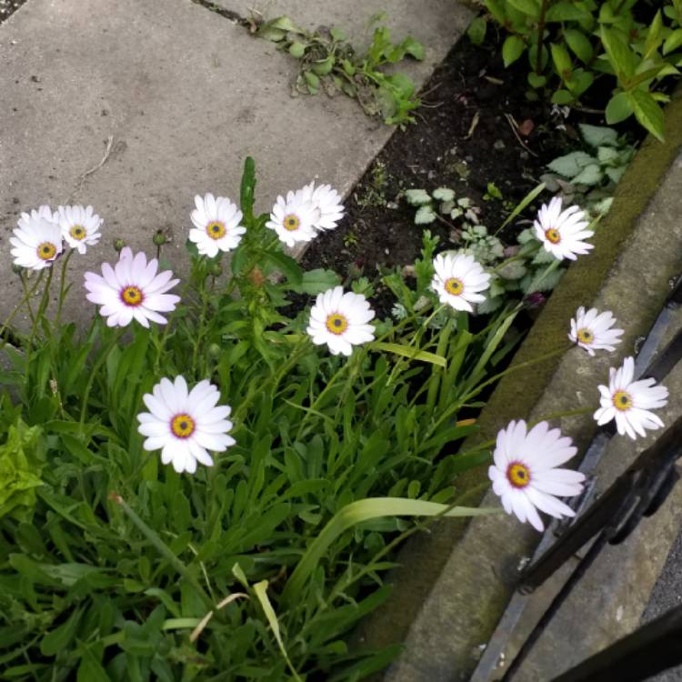 Plant image Osteospermum Ecklonis 'Akila White Purple Eye'