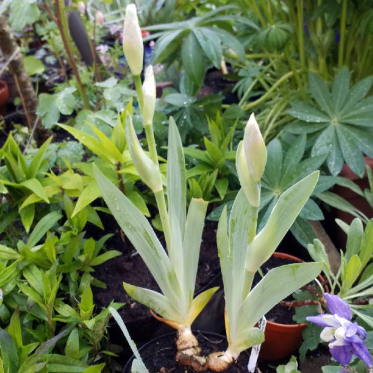 plant image 1026691