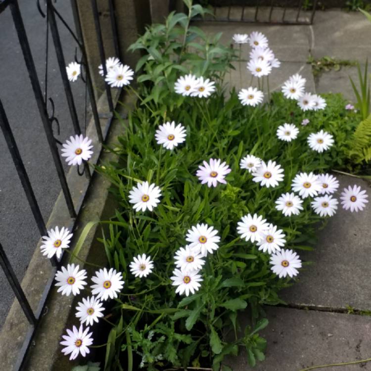 plant image 1026858 plant image 1026858