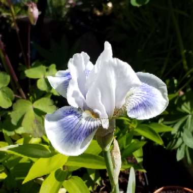 Iris x germanica 'Ringo'