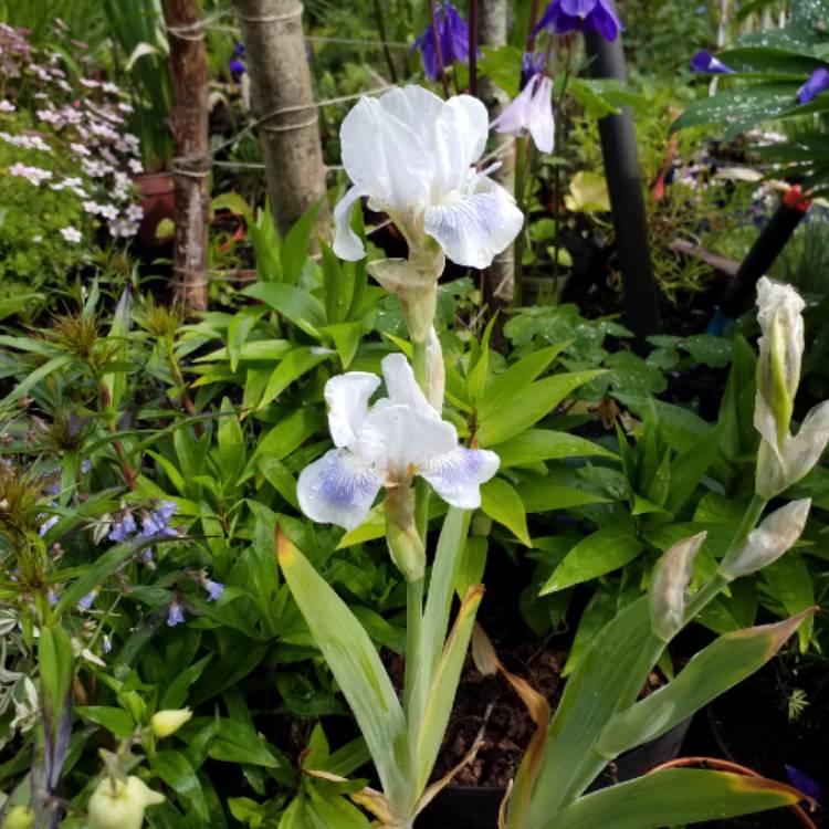 plant image 1051522