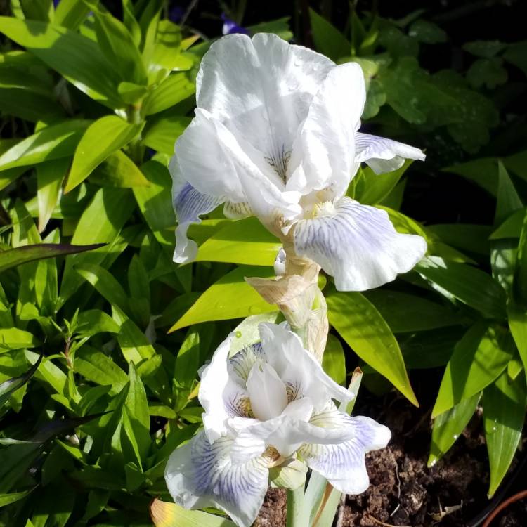 plant image 1054040