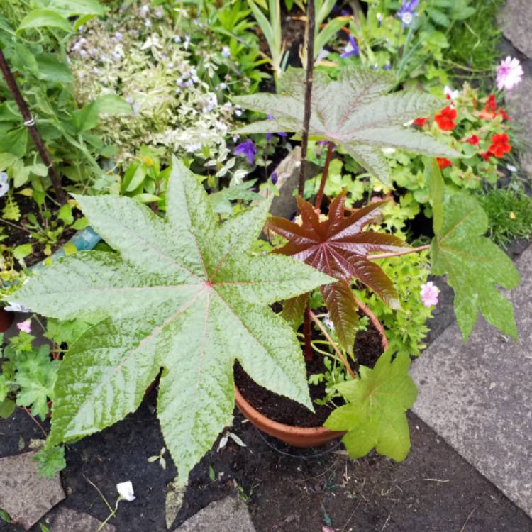 plant image 1059376 plant image 1059376