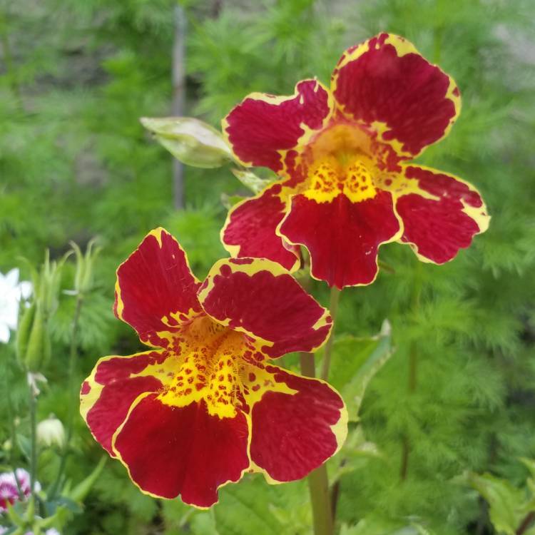 plant image 1061471 plant image 1061471