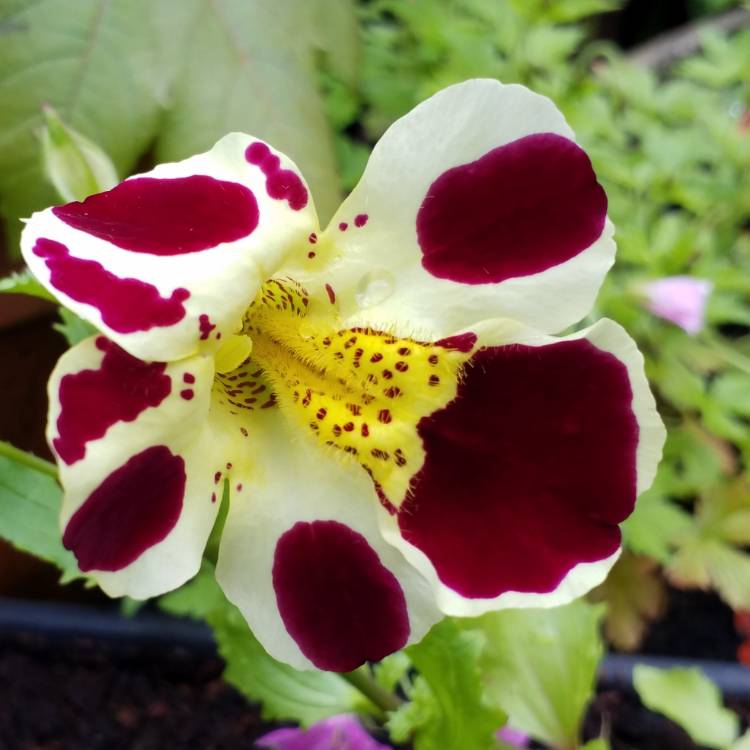 plant image 1068446 plant image 1068446