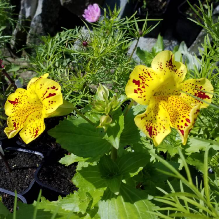 plant image 1069686 plant image 1069686