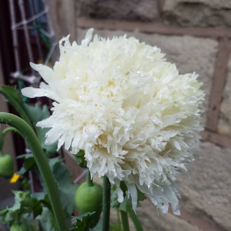 plant image 1077339