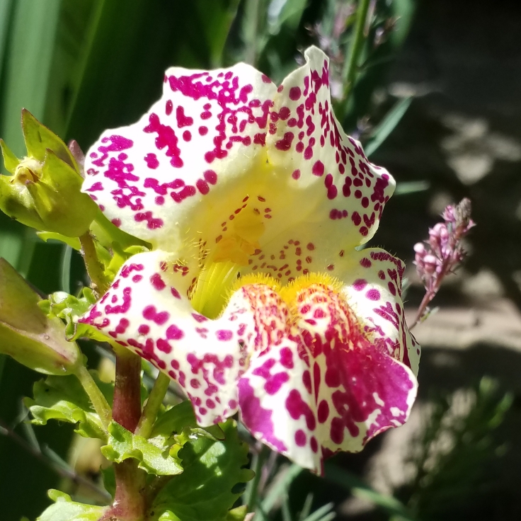 plant image 1085130 plant image 1085130