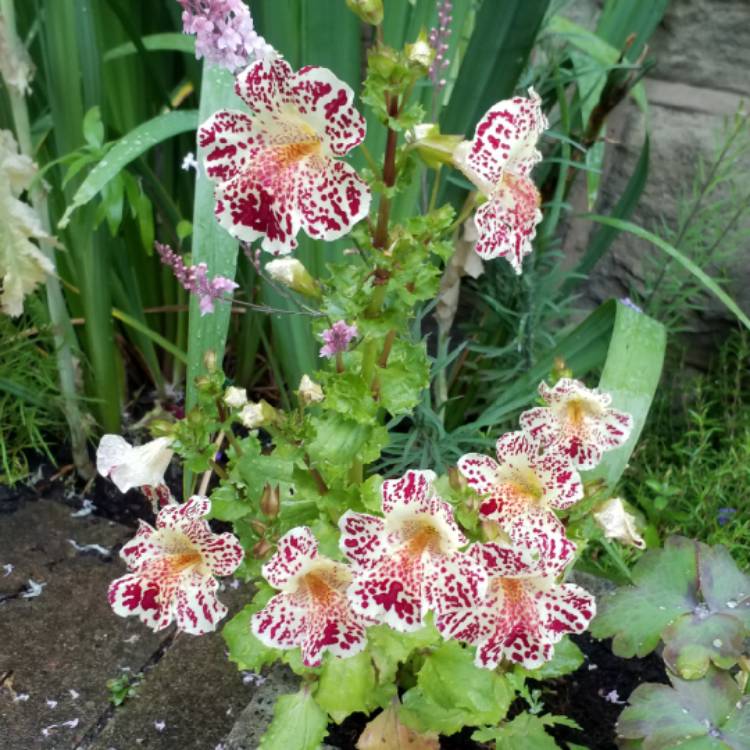 plant image 1091152 plant image 1091152