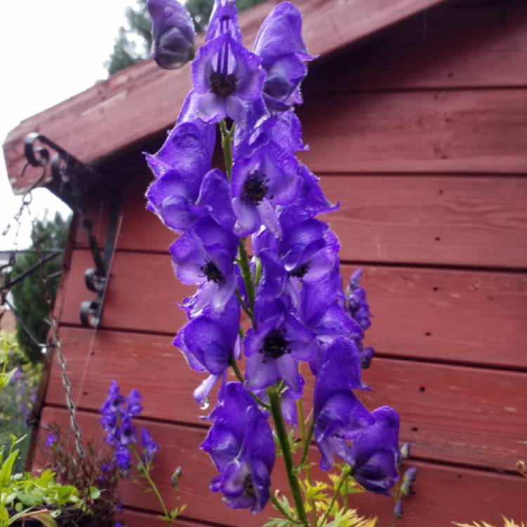Plant image Aconitum napellus