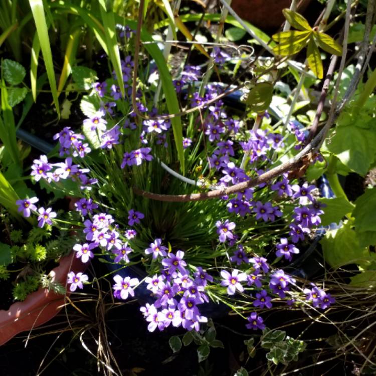 Plant image Sisyrinchium montanum