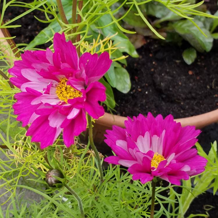 Plant image Cosmos bipinnatus 'Double Click Cranberries'