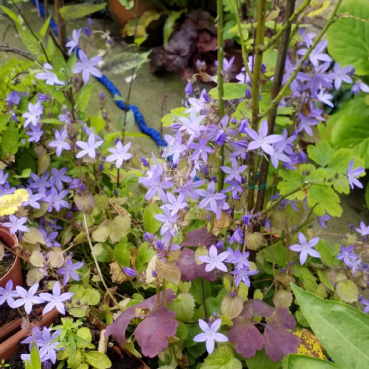 Plant image Campanula poscharskyana 'Stella'