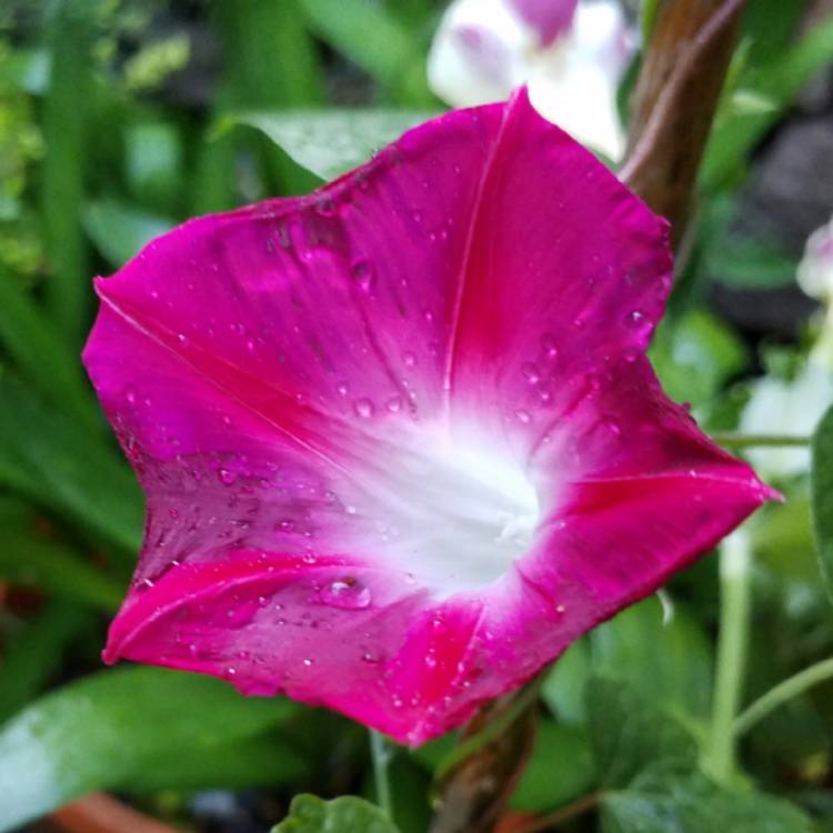 plant image 1098277