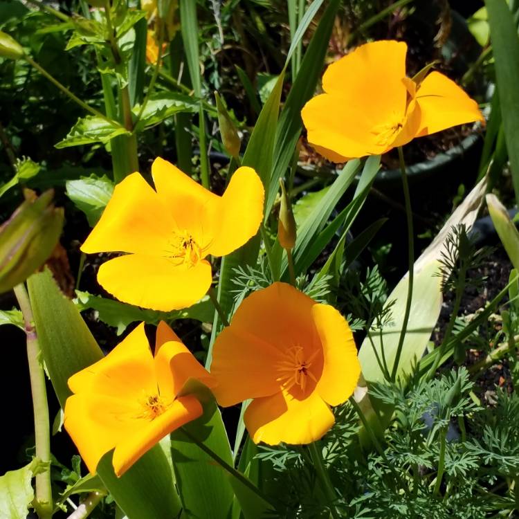 Plant image Eschscholzia californica 'Mission Bells'