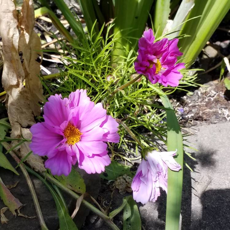 plant image 1100154