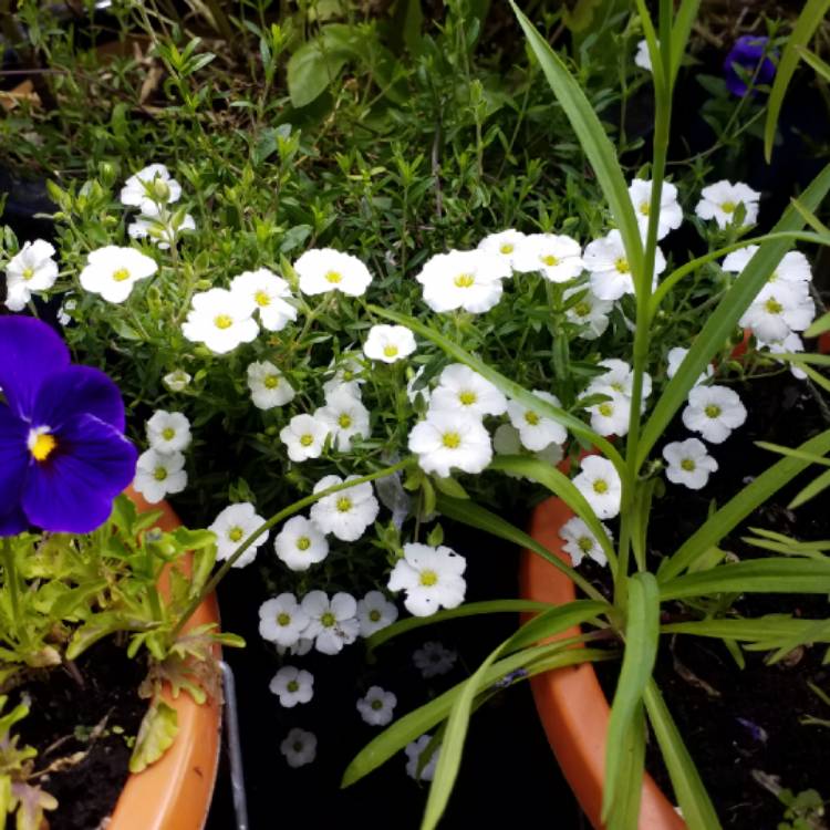 Plant image Arenaria montana 'Avalanche'