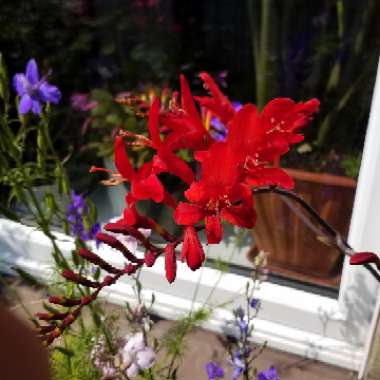 Crocosmia 'Lucifer'