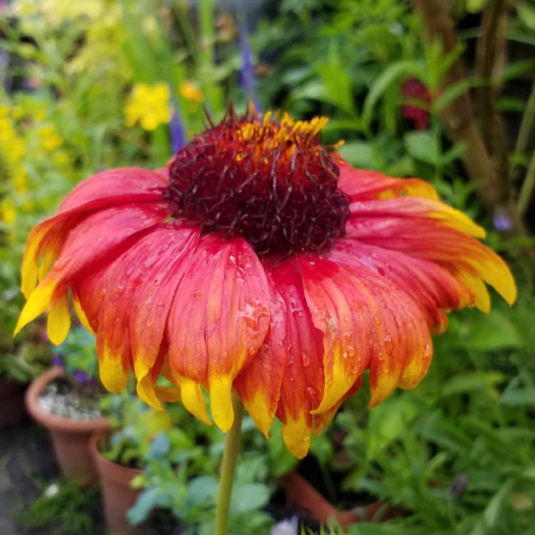 Plant image Gaillardia