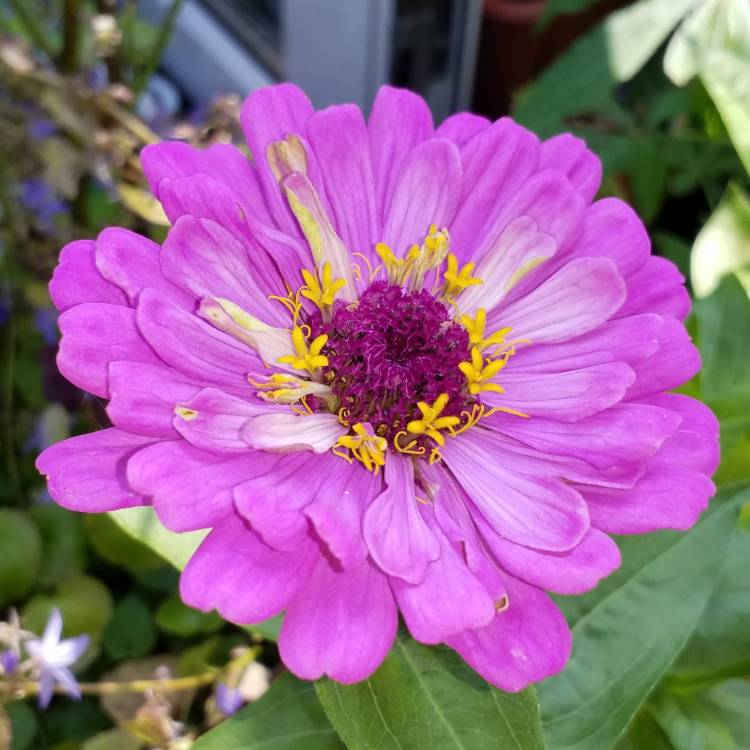 Plant image Zinnia elegans 'Purple Prince'