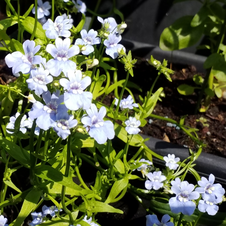 Plant image Nemesia strumosa 'Blue Gem'