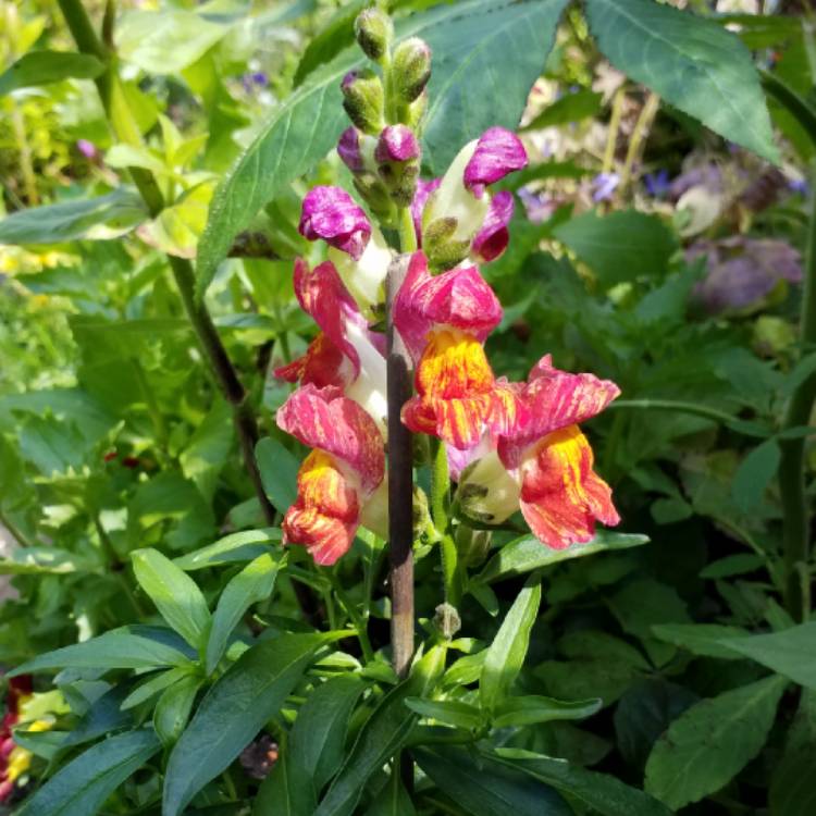 plant image 1117972 plant image 1117972