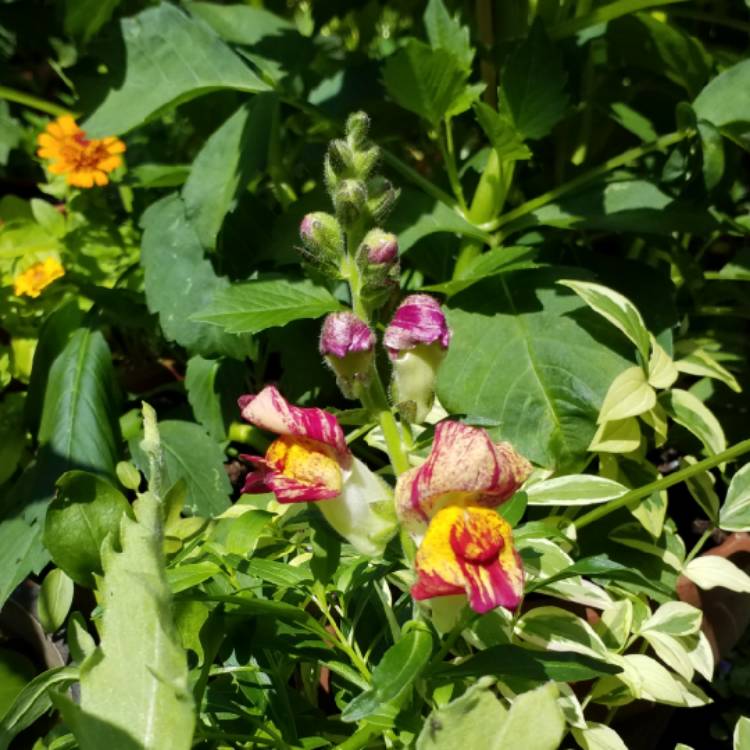 plant image 1117974 plant image 1117974