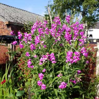 Lathyrus grandiflorus