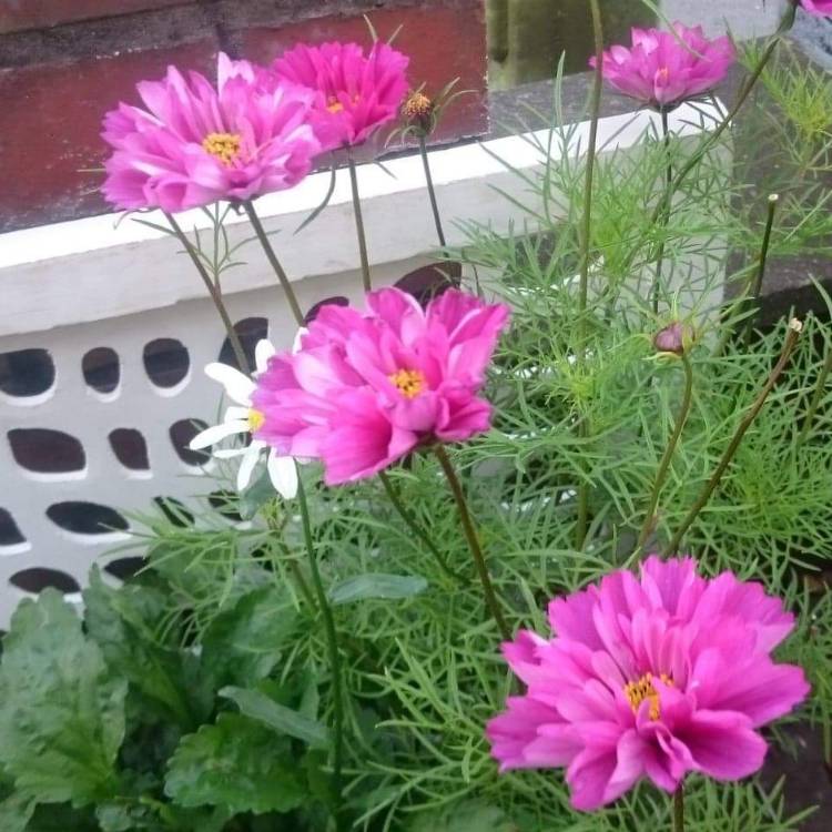 plant image 1124194