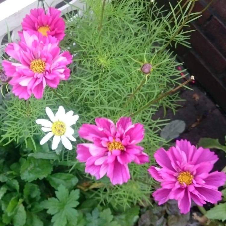 Plant image Cosmos 'Rose Bon Bon'