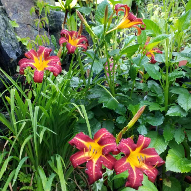 plant image 1126681 plant image 1126681