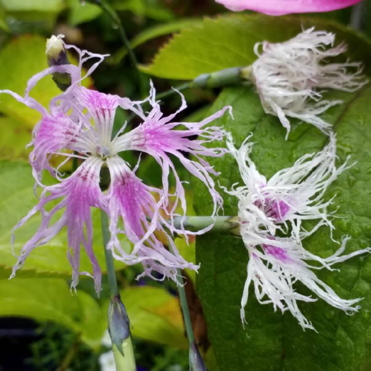 plant image 1126683 plant image 1126683
