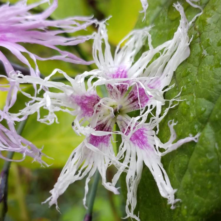 plant image 1126685 plant image 1126685