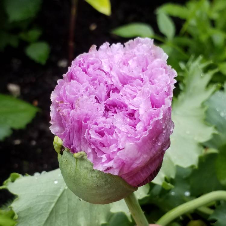 plant image 1126689
