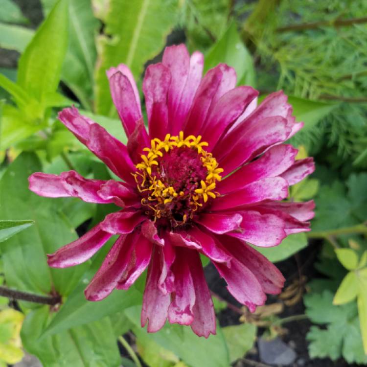 plant image 1138766
