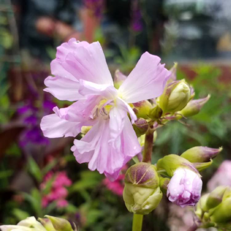 plant image 1145334 plant image 1145334