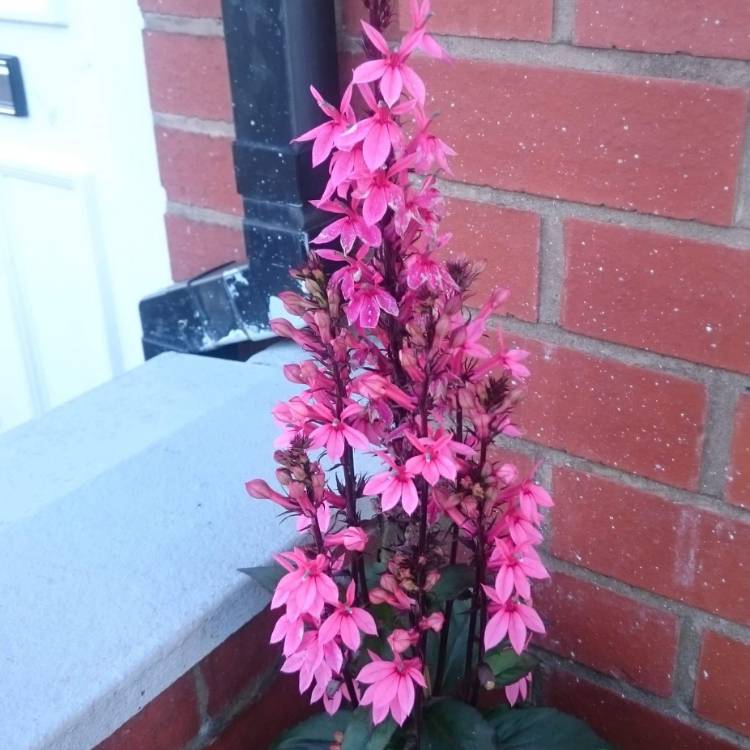 Plant image Lobelia x speciosa 'Fan Salmon'