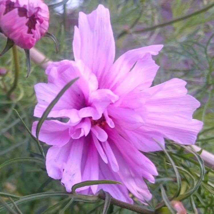 plant image 1145378