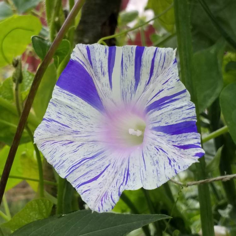 plant image 1149974 plant image 1149974